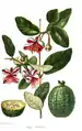 Feijoa sellowania