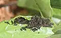 Third instar larvae