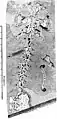 Swiss naturalist Johann Jakob Scheuchzer's Homo diluvii testis in 1726