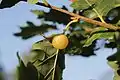 Cherry oak gall caused by Cynips quercusfolii