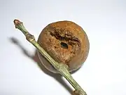 Oak marble gall depredated by a bird