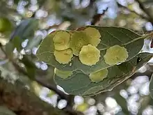 Two leaves on a tree, the undersides covered with overlapping yellow and green Andricus pattersonae galls