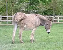 a pale grey donkey with a dark shoulder-stripe