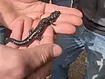 Black salamander