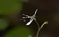 Aneilema acuminatum in a subtropical rainforest