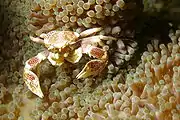 Neopetrolisthes maculatus (porcelain crab)