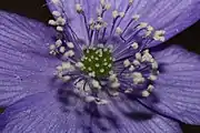 Pistils are clustered, short and numerous and surrounded by 30 to 75 much longer stamens. Below the flower are five to eight petal-like sepals.