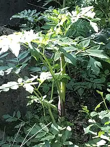 Purple-stemmed Angelica (Angelica atropurpurea) found near Winona, MN, USA. The plant is seen here where it was growing near a creek on 27 May 2023