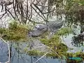 One of the many alligators visible from the Anhinga Trail boardwalk.