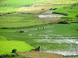 Paddy field near the reserve