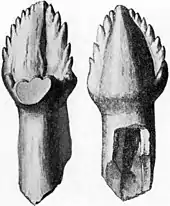 Ankylosaurus tooth with large denticles.