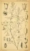 "botanical illustration"