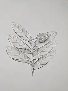 Drawing detailing the morphology of Annona aurantiaca including leaf attachment and berry fruit