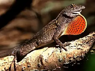 Brown anole at Spanish Pond