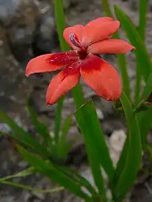 Freesia laxa