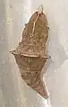 Brown pupa