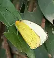 Captive raised female released onto larval food plant