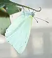 Male viewed from the side; showing the yellow streak on the hindwing