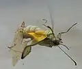 Female hatching from pupa