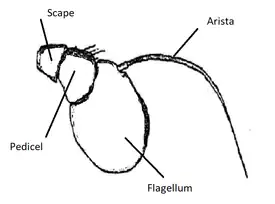 Syrphid antenna