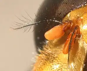 Brachycera: Muscoidea. Antenna with arista