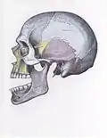 Side view of the skull with anterior dislocation of jaw.