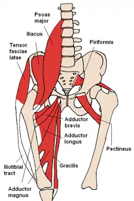 The iliacus and nearby muscles