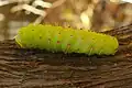 Caterpillar in Virginia, United States