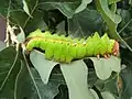 Sixth-instar caterpillar