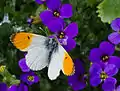 Anthocharis cardamines on Aubrieta