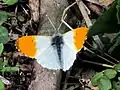 Orange tip