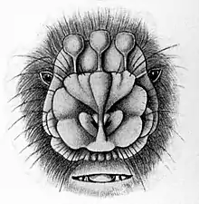 A drawn depiction of the bat's face