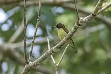 sunbird with yellow undersides, red throat, brown back, and metallic green on top of the head