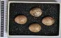 Eggs, Collection Museum Wiesbaden