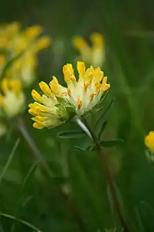 Anthyllis vulneraria (common kidneyvetch)