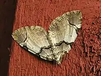 Anticlea derivata, in Norwegian, fiolett rosemåler