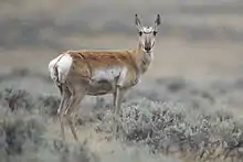 A female antelope with erect ears, skinny legs, white fur around the tail area, brown and gray fur on her back and underside, and dark fur above the nose