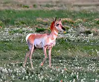 Juvenile fawn in New Mexico