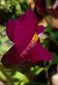 Close-up view of Antirrhinum majus