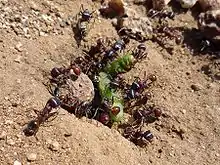 Pogonomyrmex collecting food item