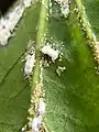 Apefly first-instar caterpillar