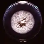 White, powdery colony on Petri dish