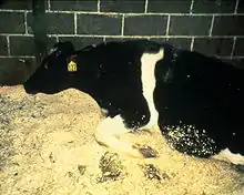 A cow slumped forward in a stable facing the left of the photograph