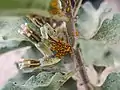 Colony on Asclepias oenotheroides