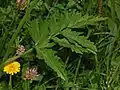 Leaves of P. major