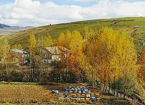 Beekeeping in the town