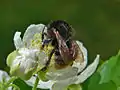 Bombus humilis ssp. appeninus