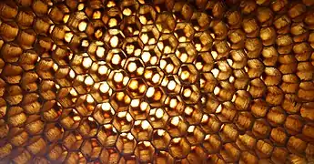 Closeup of an abandoned Apis florea nest in Thailand. The hexagonal grid of wax cells on either side of the nest are slightly offset from each other. This increases the strength of the comb and reduces the amount of wax required to produce a robust structure.