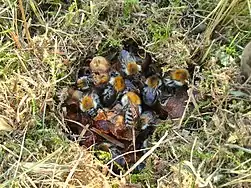 Nest of common carder bumblebee, wax canopy removed to show winged workers and pupae in irregularly placed wax cells