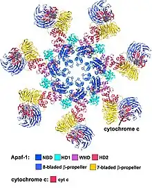 Pseudo atomic structure of the human apoptosome.